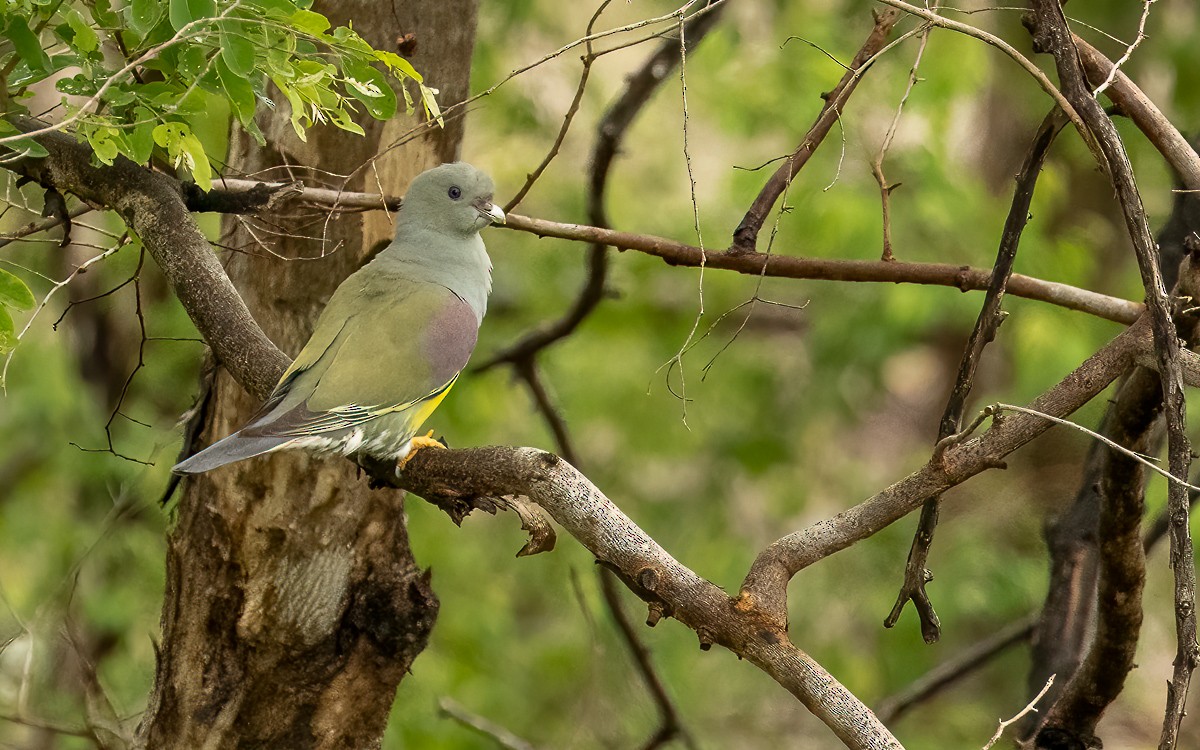 Bruce's Green-Pigeon - ML639604751