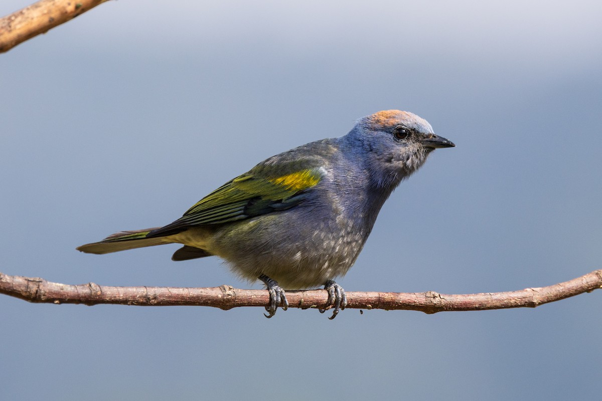 Golden-chevroned Tanager - ML639604755