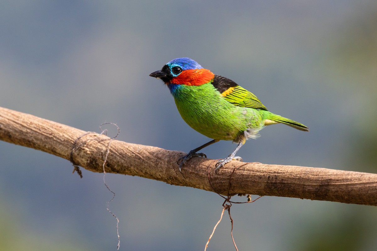 Red-necked Tanager - ML639604760