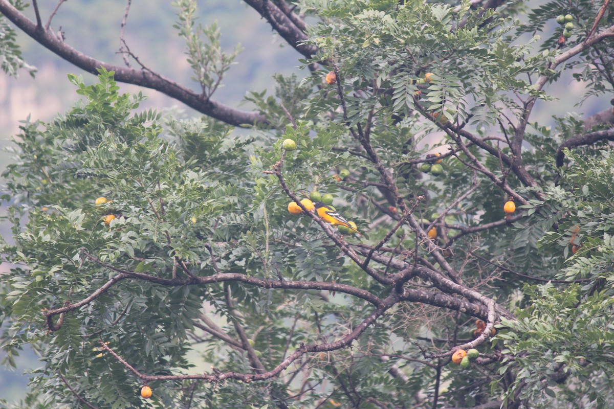 Baltimore Oriole - ML639604777