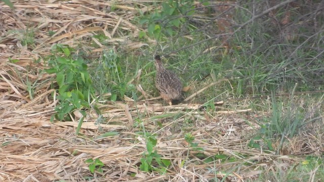 Tinamou curvirostre - ML639604784