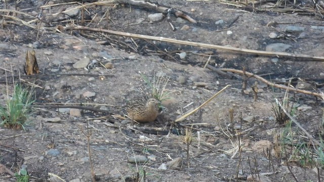 Tinamou curvirostre - ML639604788