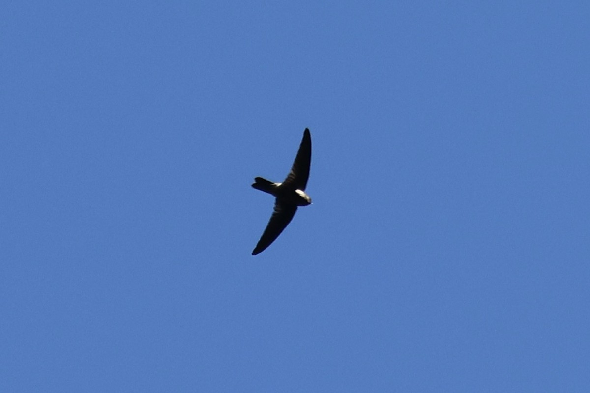 Tahiti Swiftlet - ML639604821