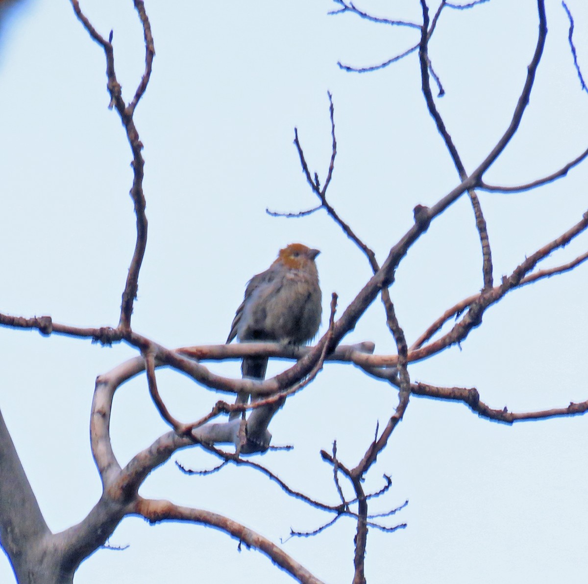 Pine Grosbeak - ML639604825