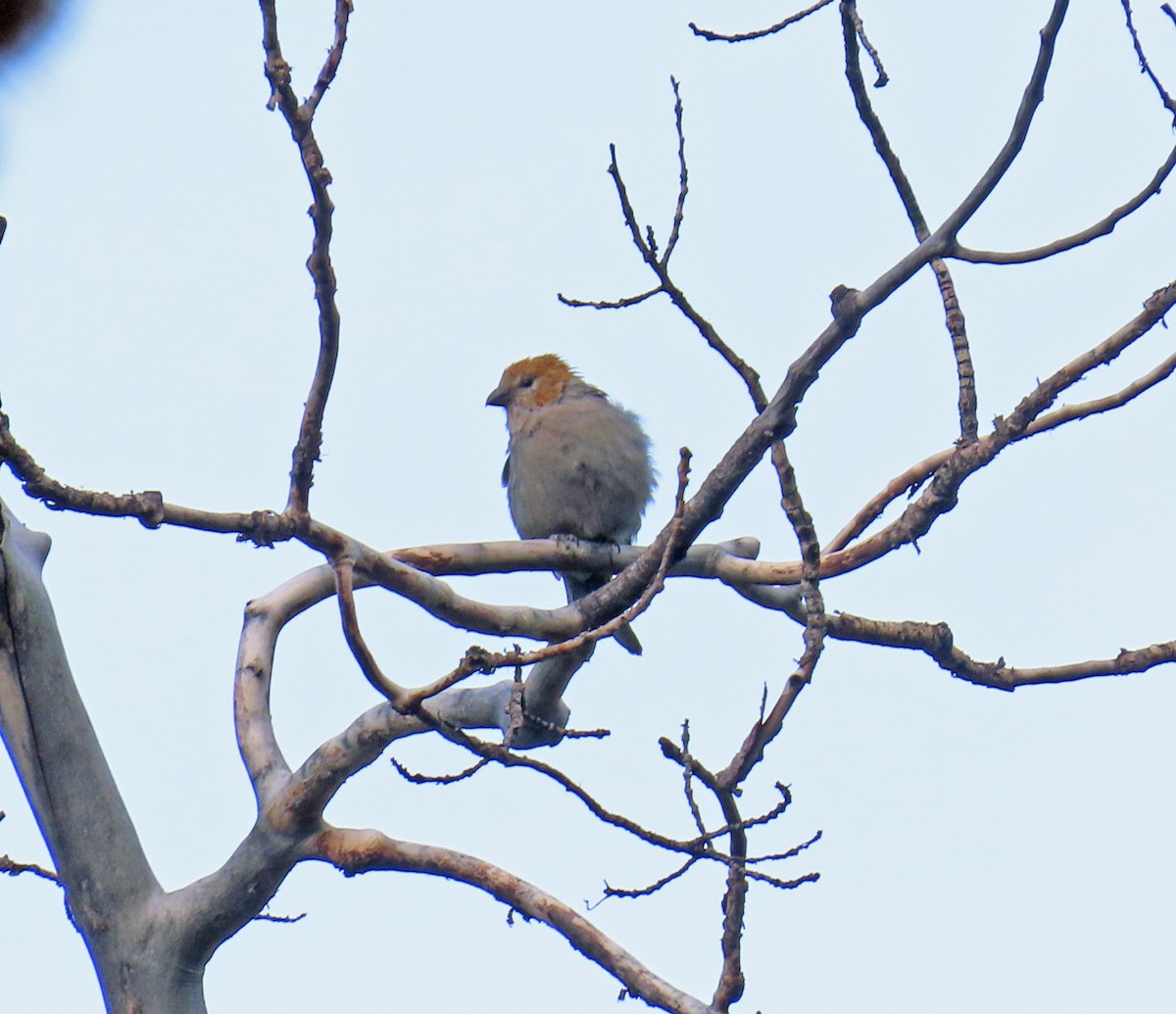 Pine Grosbeak - ML639604826