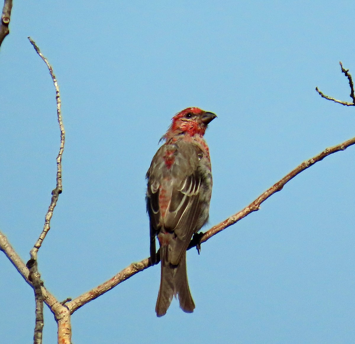 Pine Grosbeak - ML639604827