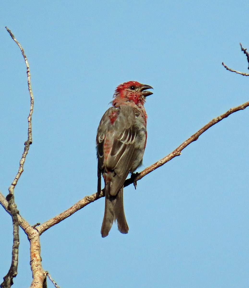 Pine Grosbeak - ML639604828