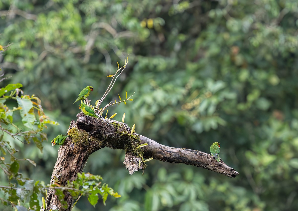 Mindanao Lorikeet - ML639604843