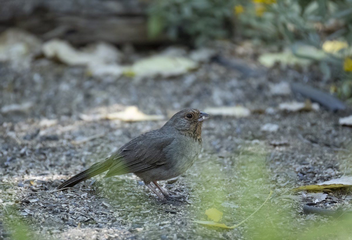 California Towhee - ML639605258