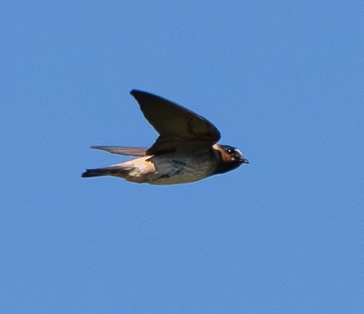 Cliff Swallow - ML639605264