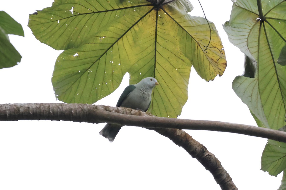 Gray-green Fruit-Dove - ML639605276