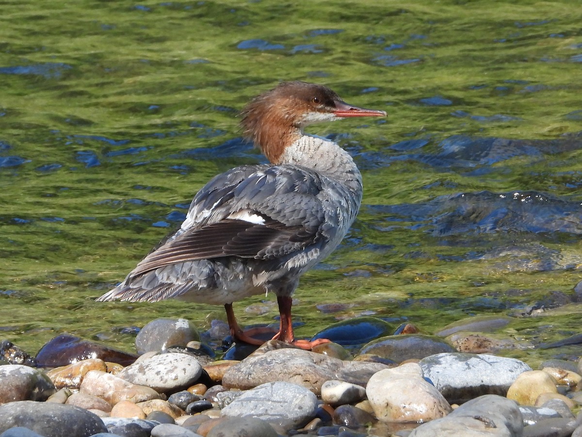 Common Merganser - ML639605281