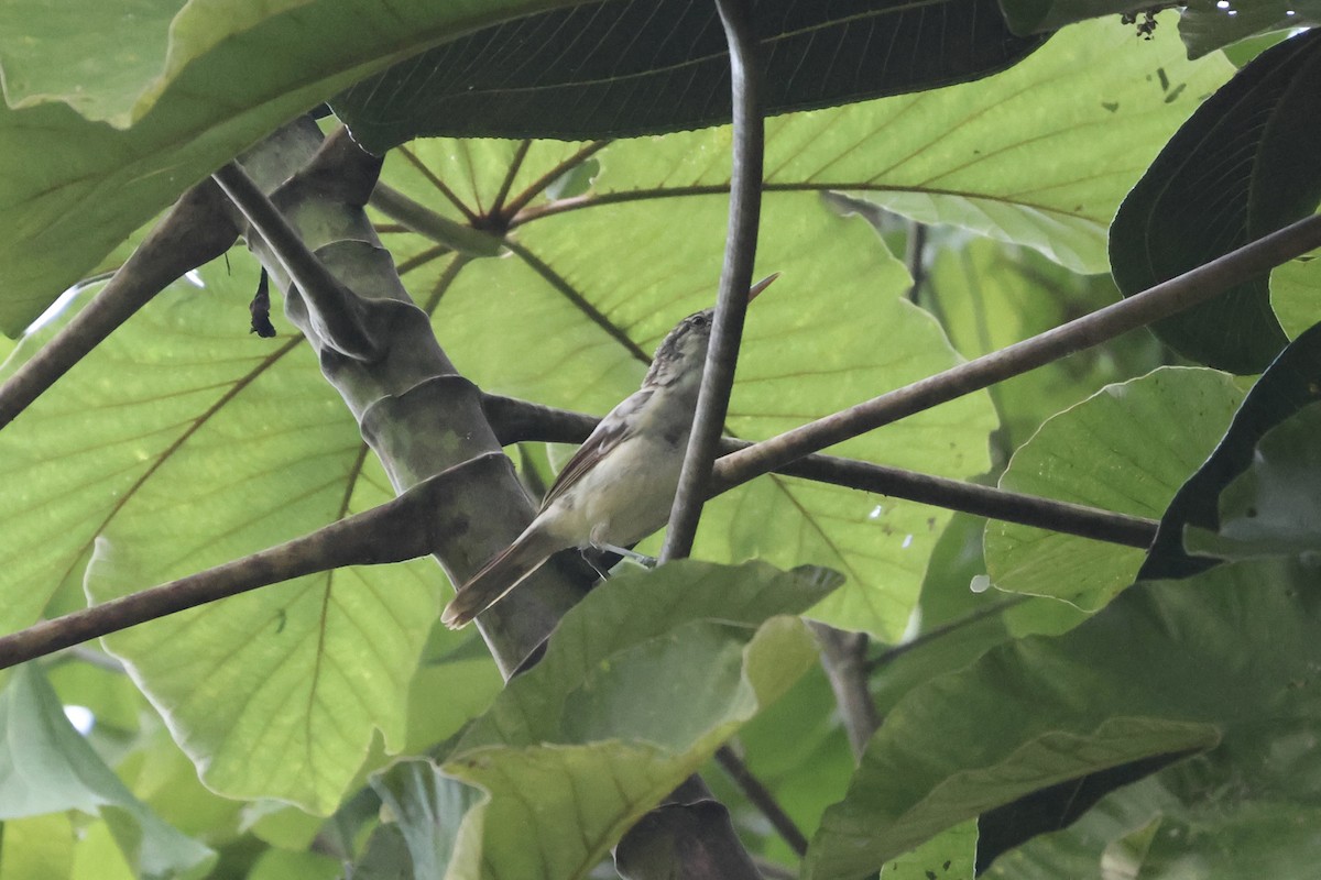 Tahiti Reed Warbler - ML639605282