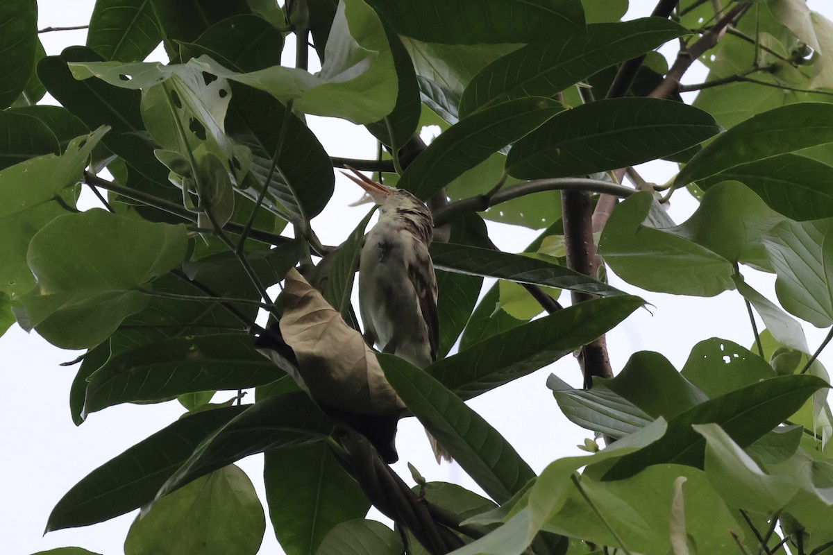 Tahiti Reed Warbler - ML639605284
