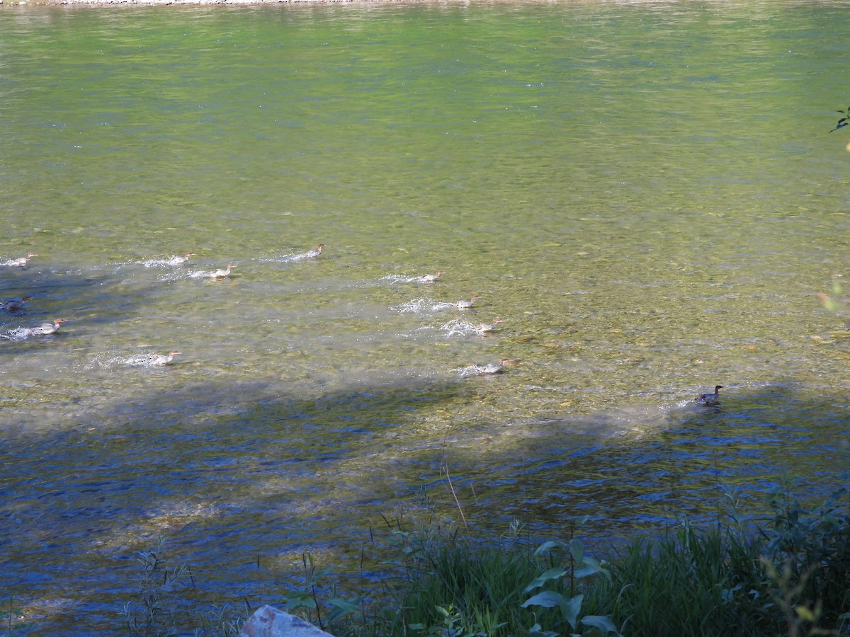 Common Merganser - ML639605324