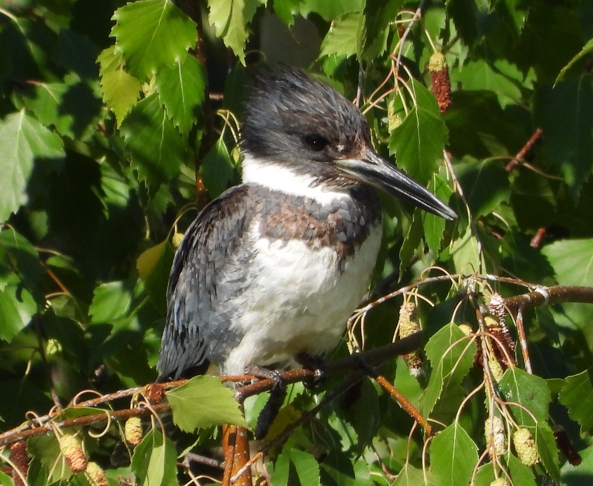 Belted Kingfisher - ML639605330