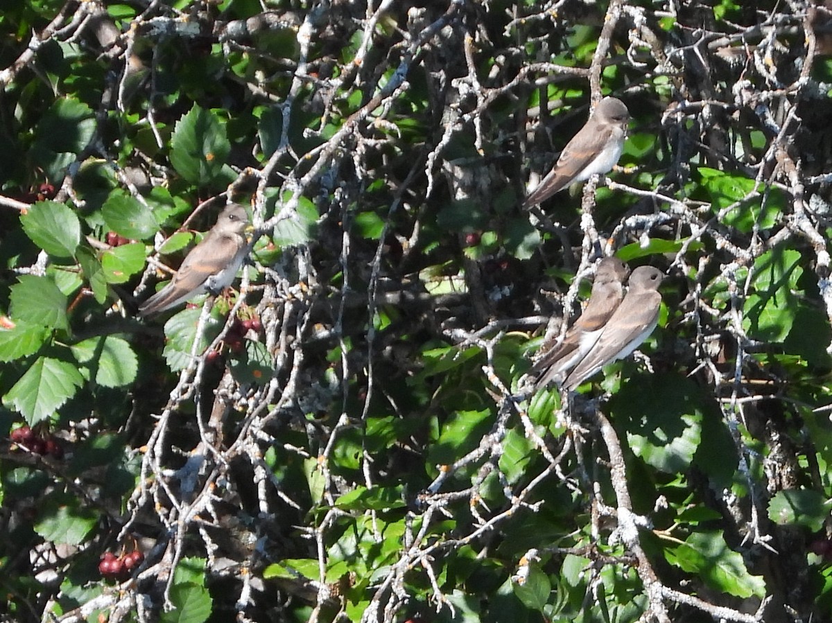 Northern Rough-winged Swallow - ML639605359
