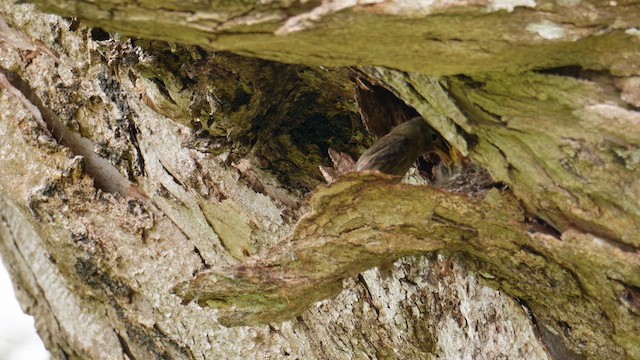 Western Flycatcher (Pacific-slope) - ML639605383