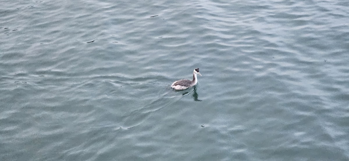 Great Crested Grebe - ML639605395