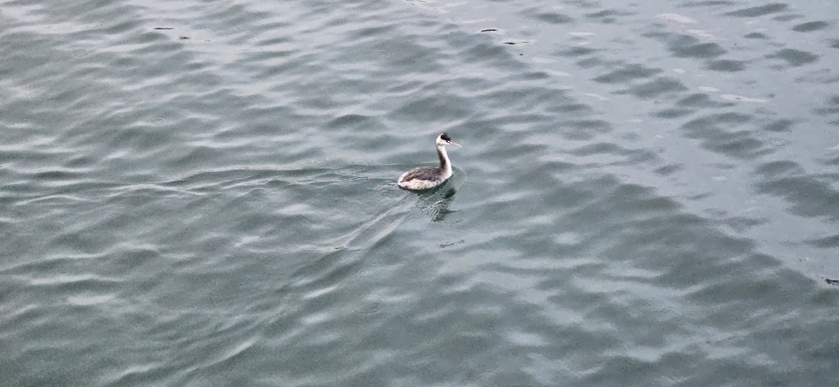 Great Crested Grebe - ML639605396
