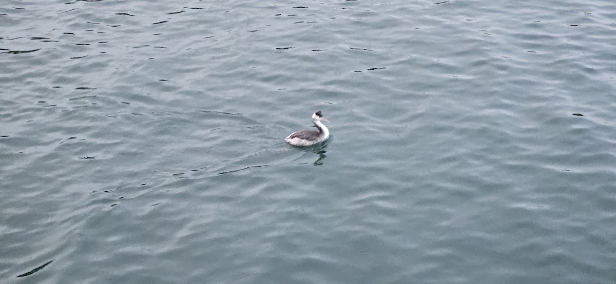 Great Crested Grebe - ML639605397