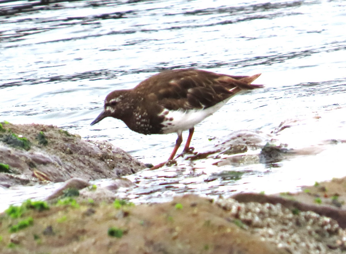 Black Turnstone - ML639605439