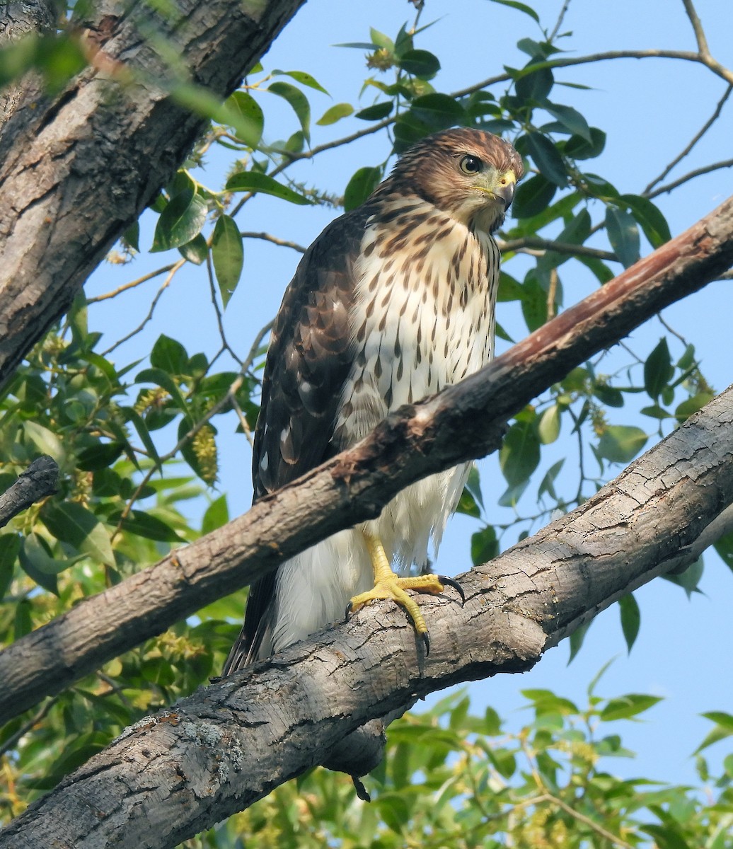 Cooper's Hawk - ML639605522