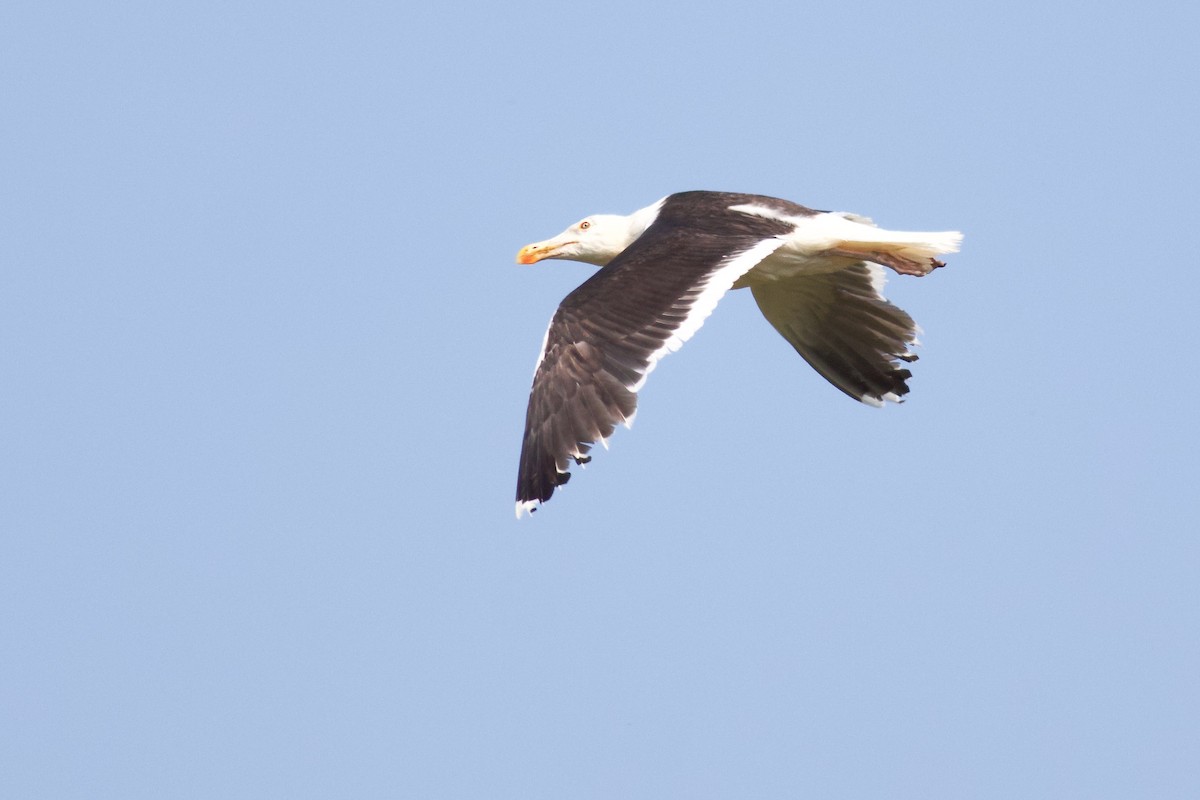 Great Black-backed Gull - ML639605557