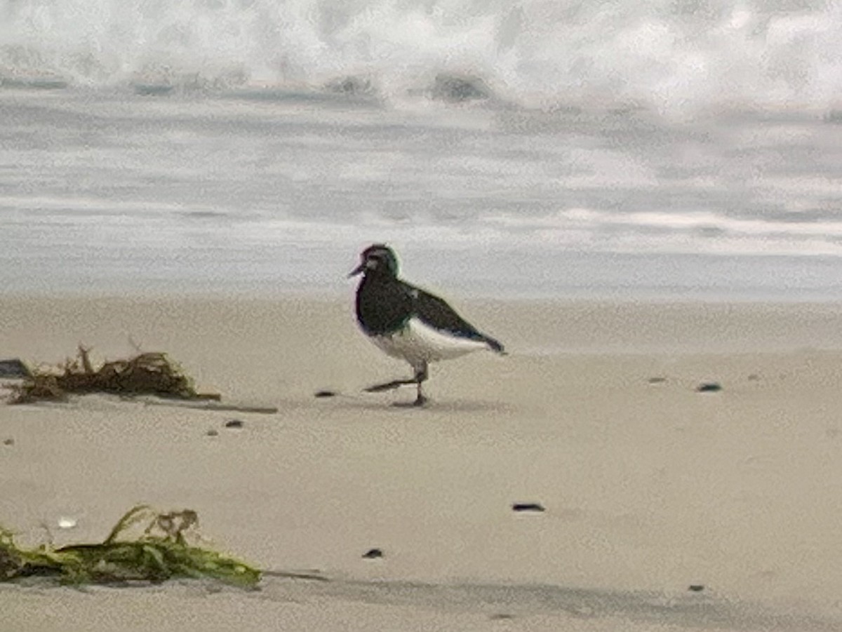 Black Turnstone - ML639605565