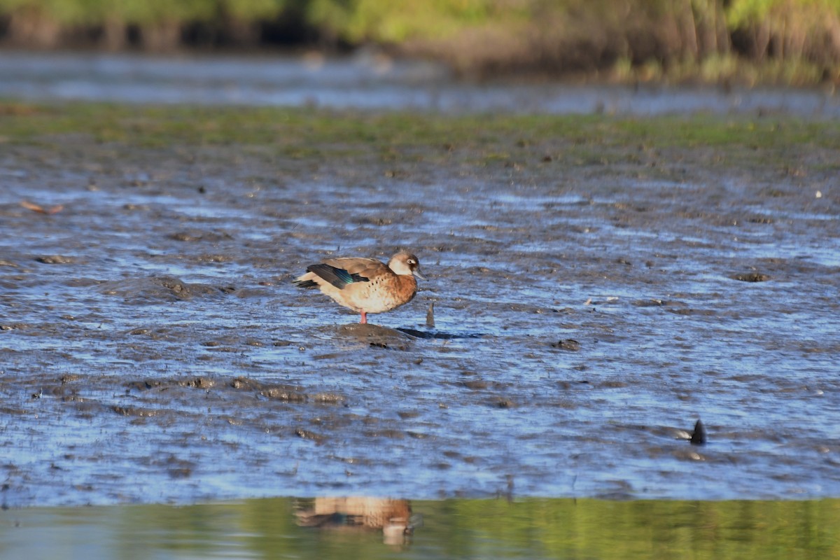 Brazilian Teal - ML639605610