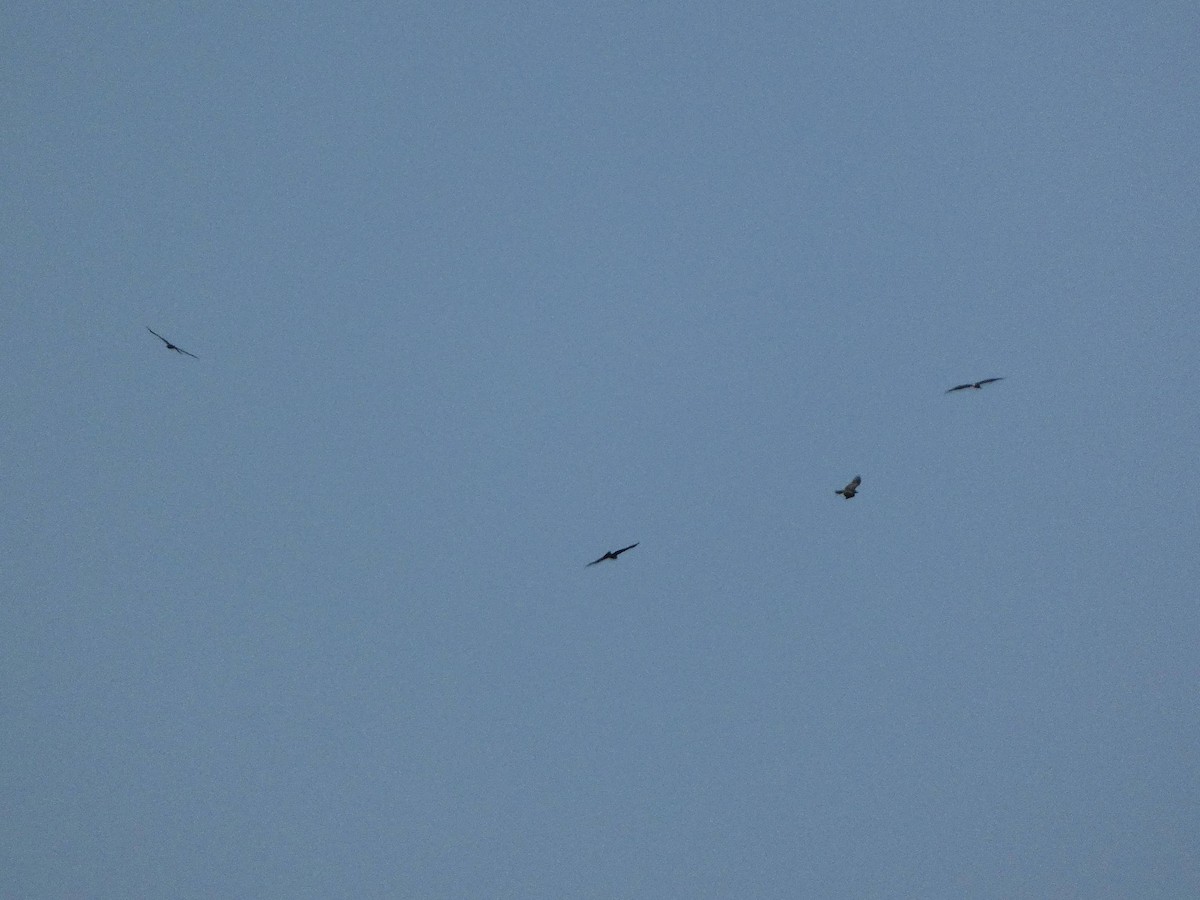 Black Kite - ML639605617