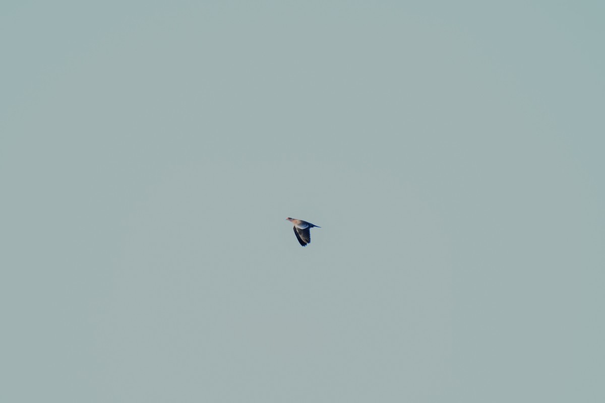 Picazuro Pigeon - ML639605629