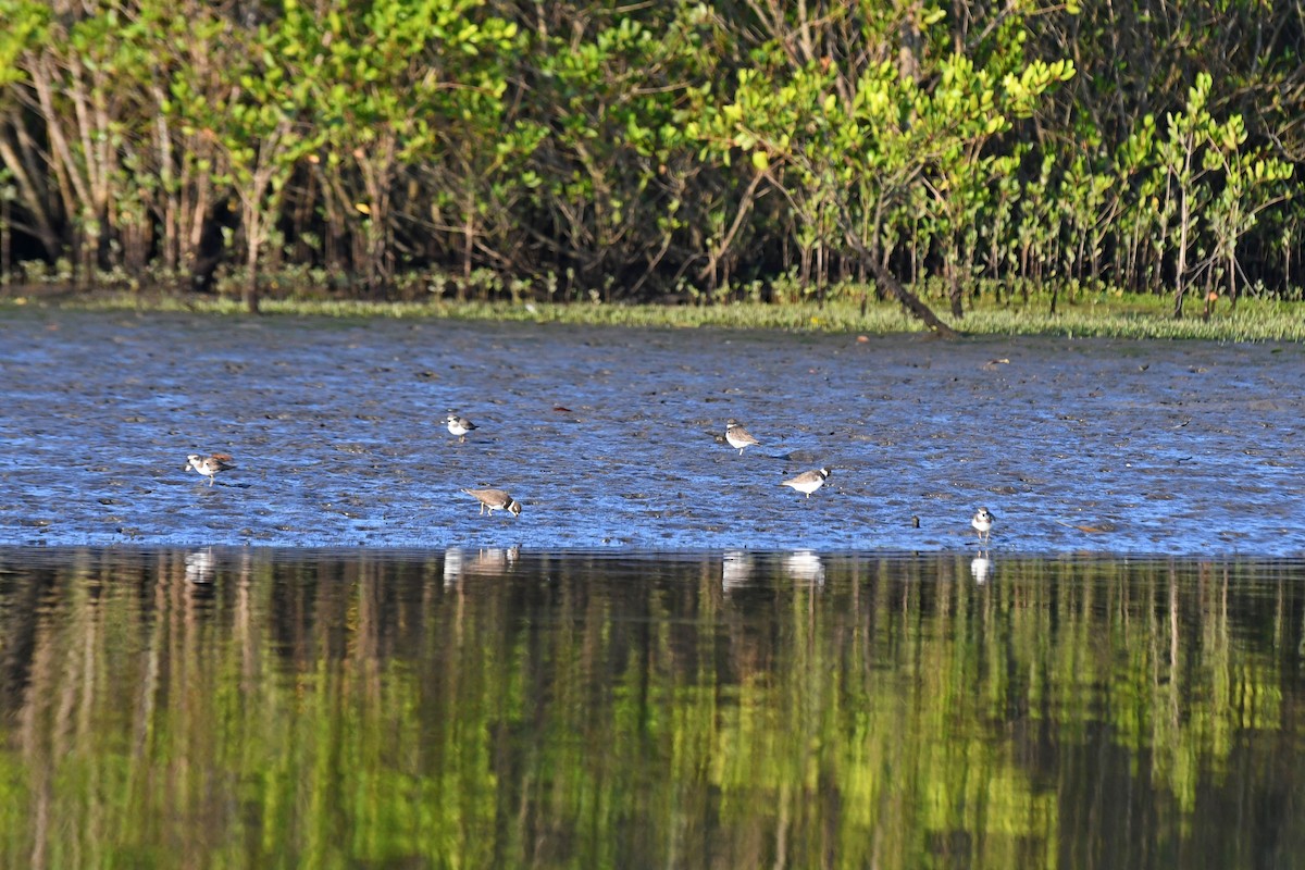 Semipalmated Plover - ML639605657