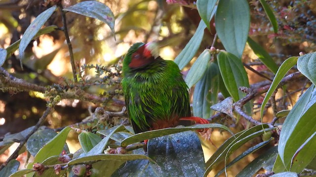 Grass-green Tanager - ML639605680