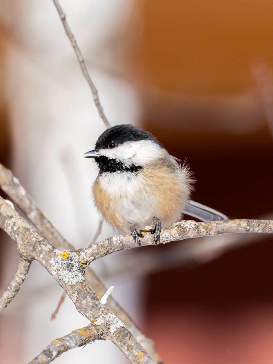 Black-capped Chickadee - ML639605703