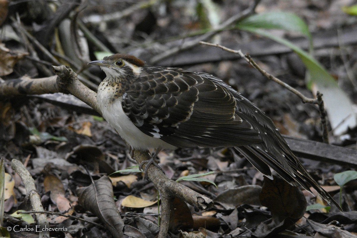 Pheasant Cuckoo - ML63960571