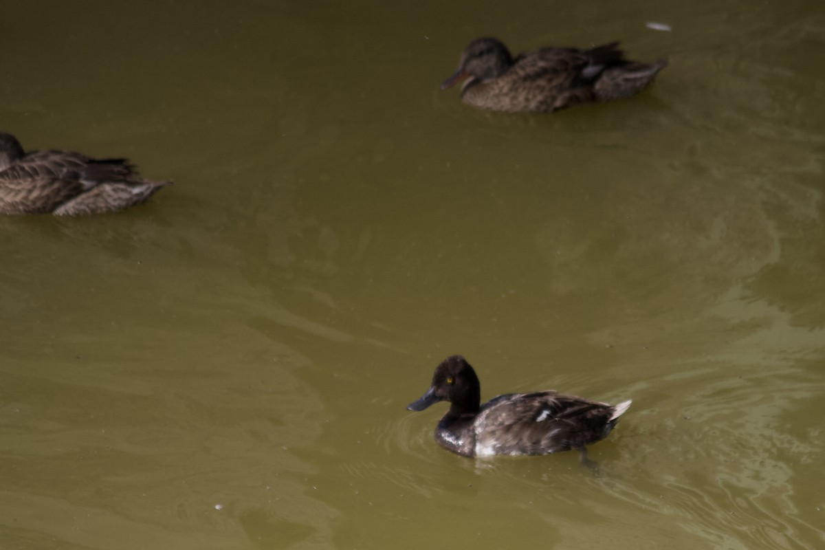 Lesser Scaup - ML639605734