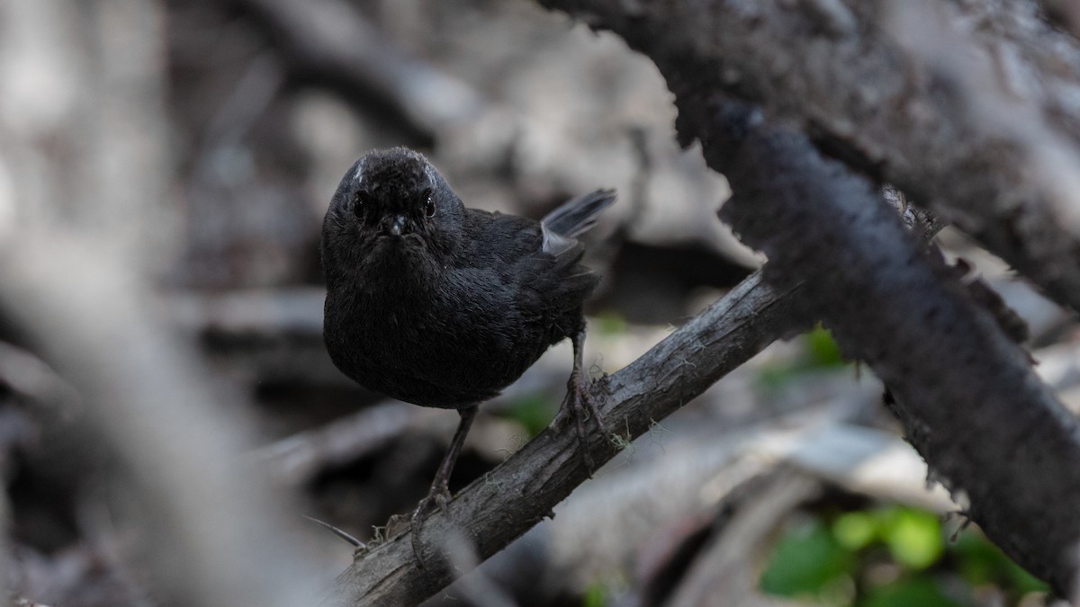 Magellanic Tapaculo - ML639605783
