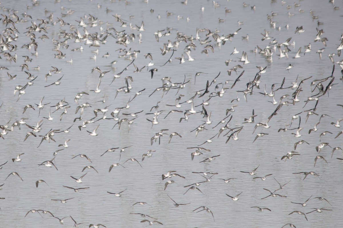 Red-necked Phalarope - ML639605874