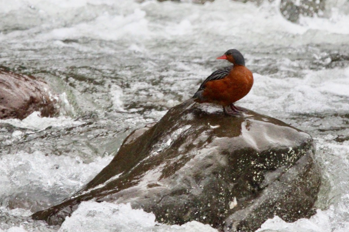 kachna bystřinná - ML639605887