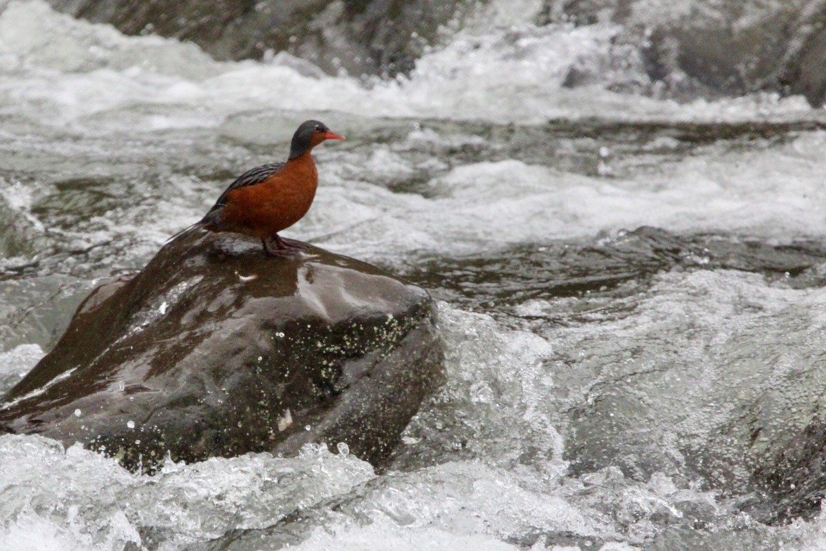 kachna bystřinná - ML639605888