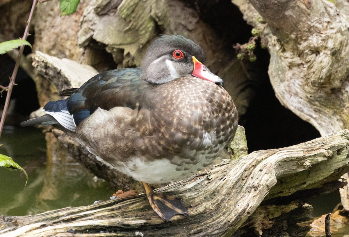 Wood Duck - ML639605893