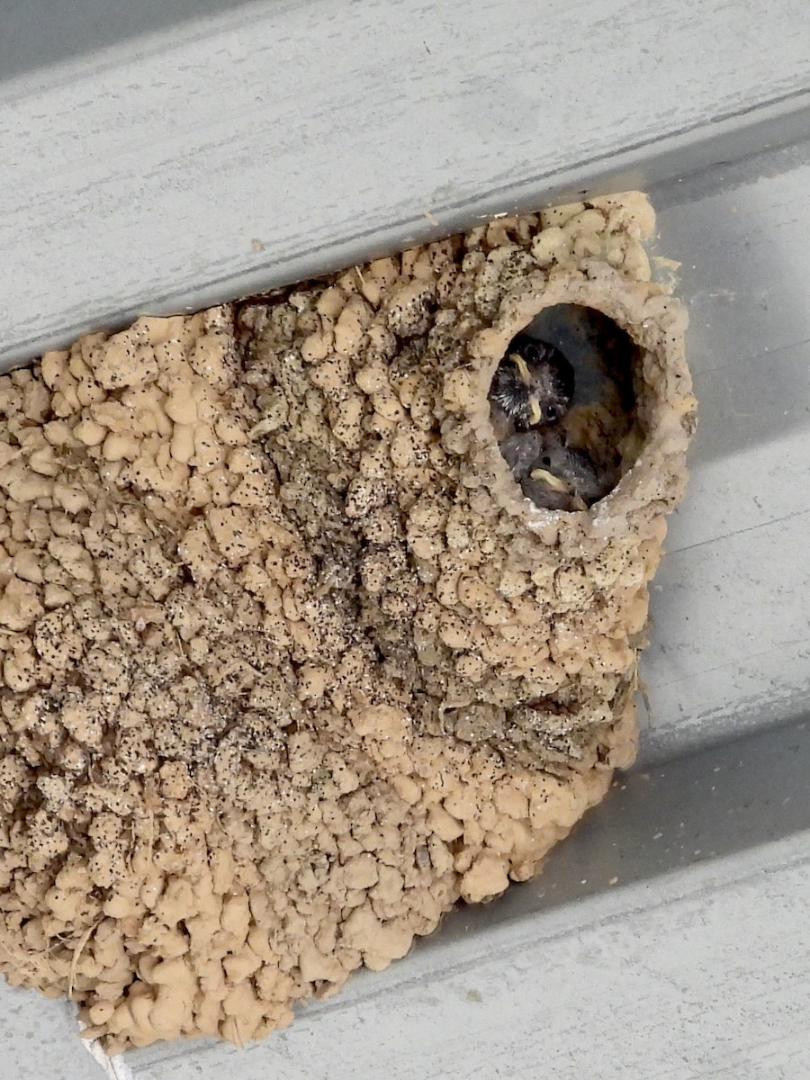 Cliff Swallow - ML639605915