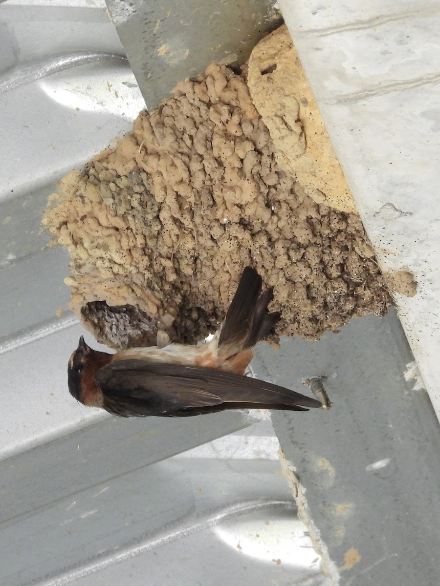 Cliff Swallow - ML639605916