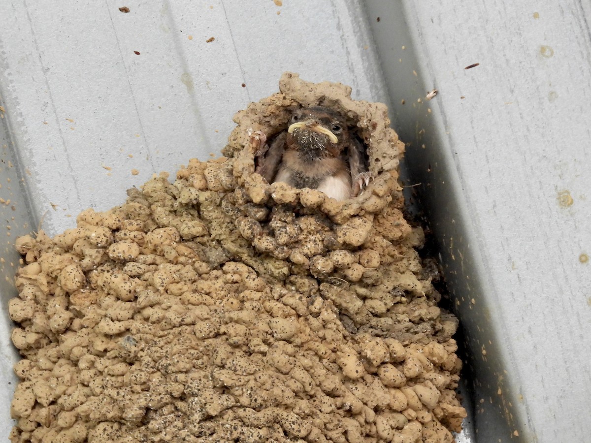 Cliff Swallow - ML639605917