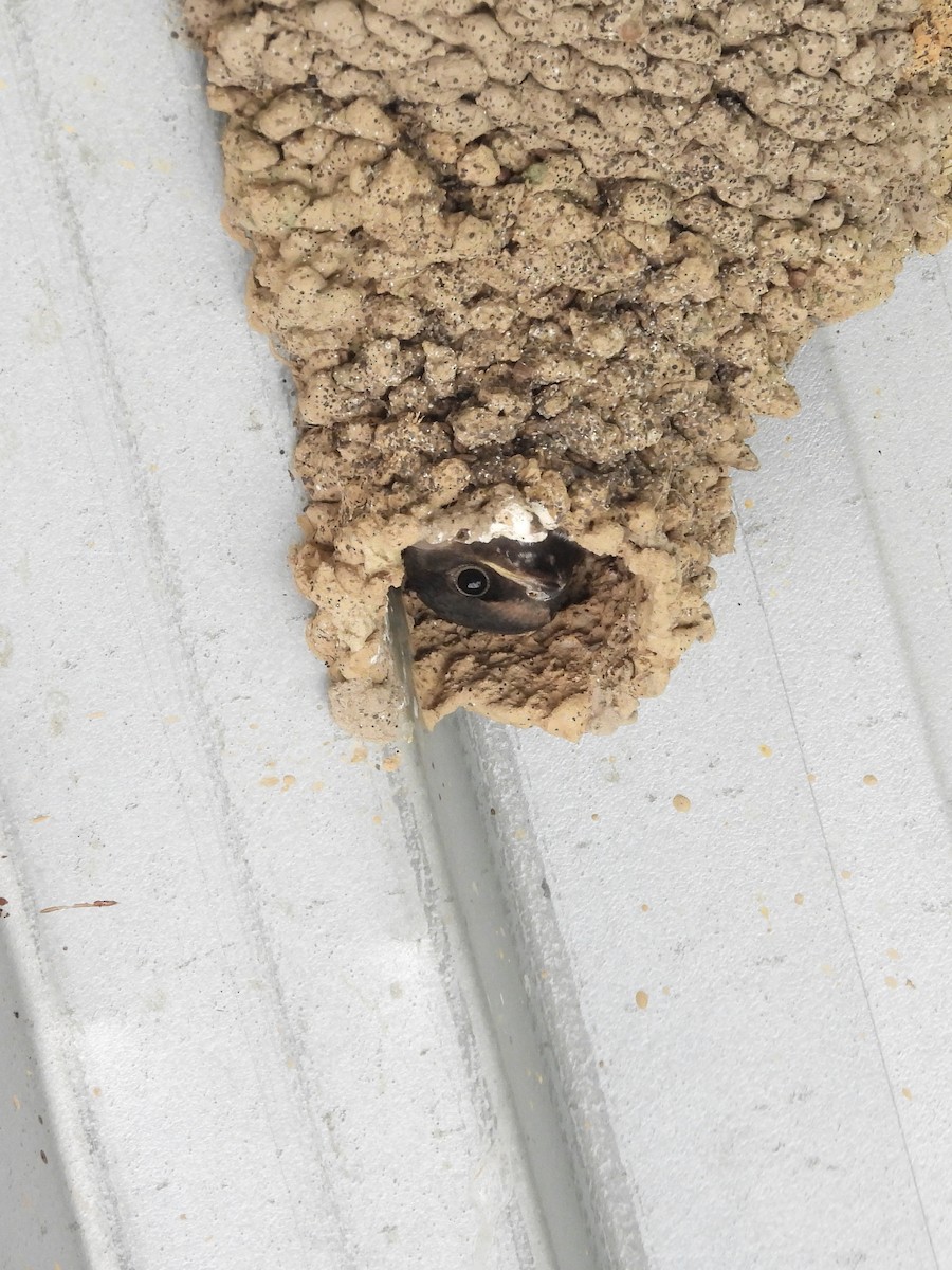 Cliff Swallow - ML639605918