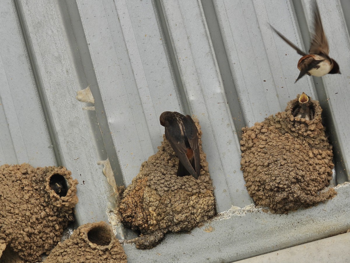 Cliff Swallow - ML639605919