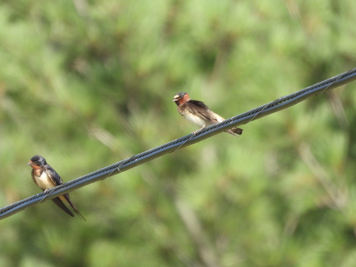 Cliff Swallow - ML639605937