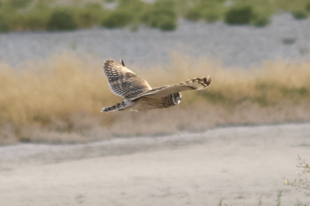 Short-eared Owl - ML639605939