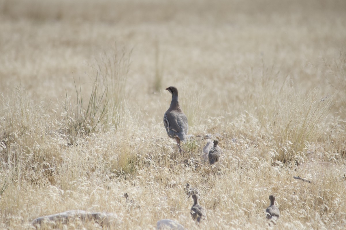 Chukar - ML639606003